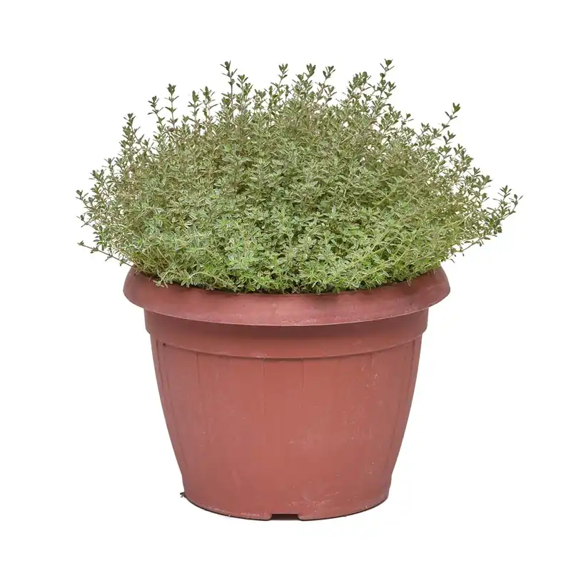 Meest Verkocht Timo silver queen vaso ø 25 cm