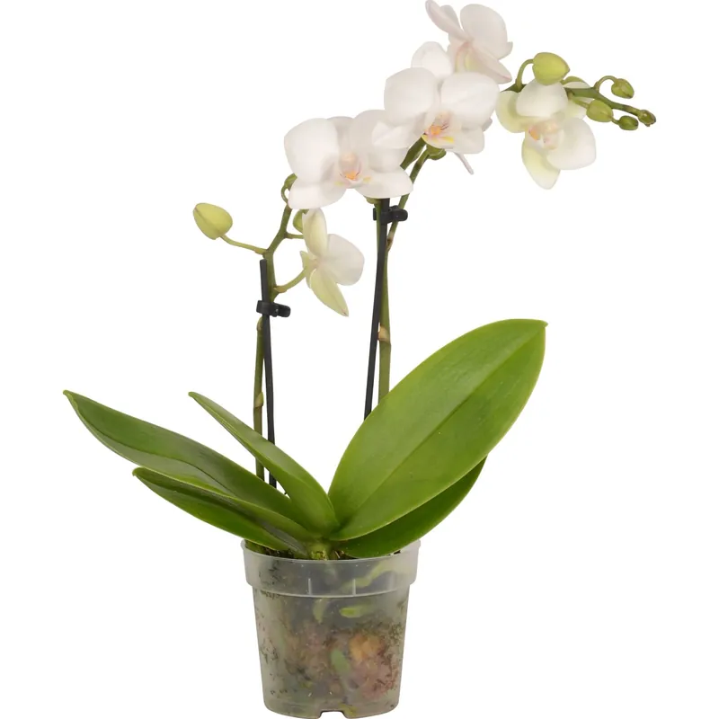 Tijdelijk Beschikbaar Orchidea Phalaenopsis mini 2 steli vaso Ø 7 cm