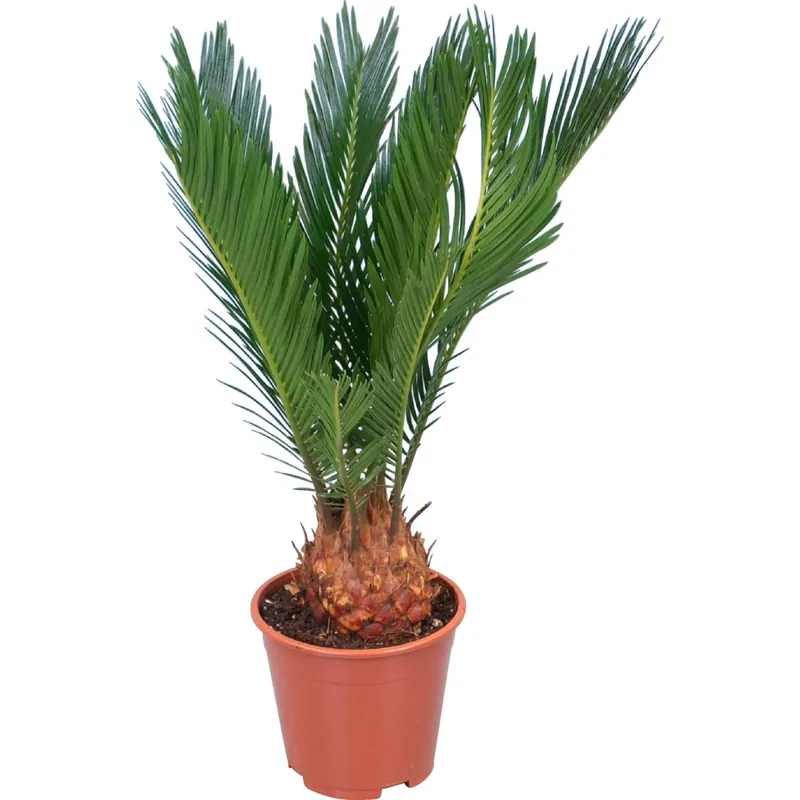 Snelle Levering Cycas revoluta palma nana H45 cm vaso Ø 12 cm