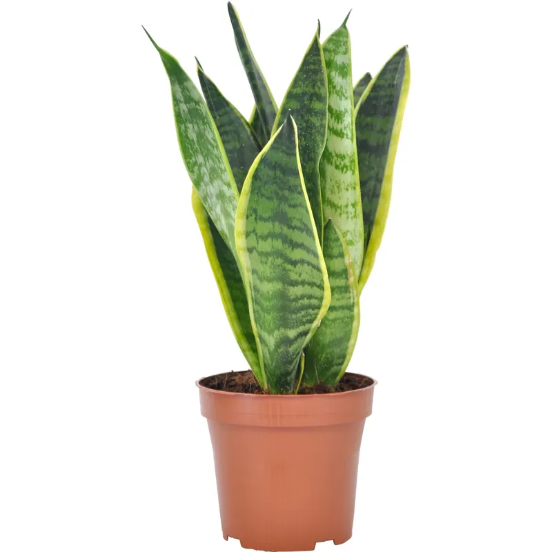 Korting Sensevieria Futura Superba vaso Ø 12 cm