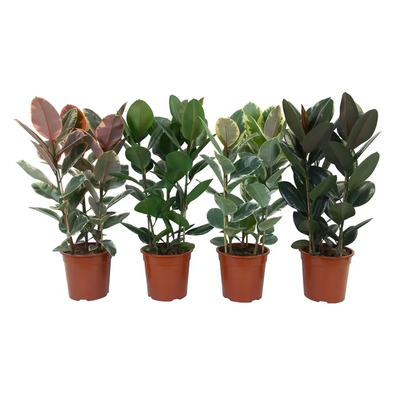 Ficus Elastica vaso Ø ca. 27 cm Direct Verzonden