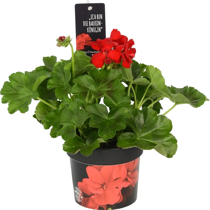 Calliope Dark Red in vaso Ø 13 cm Exclusieve Aanbieding