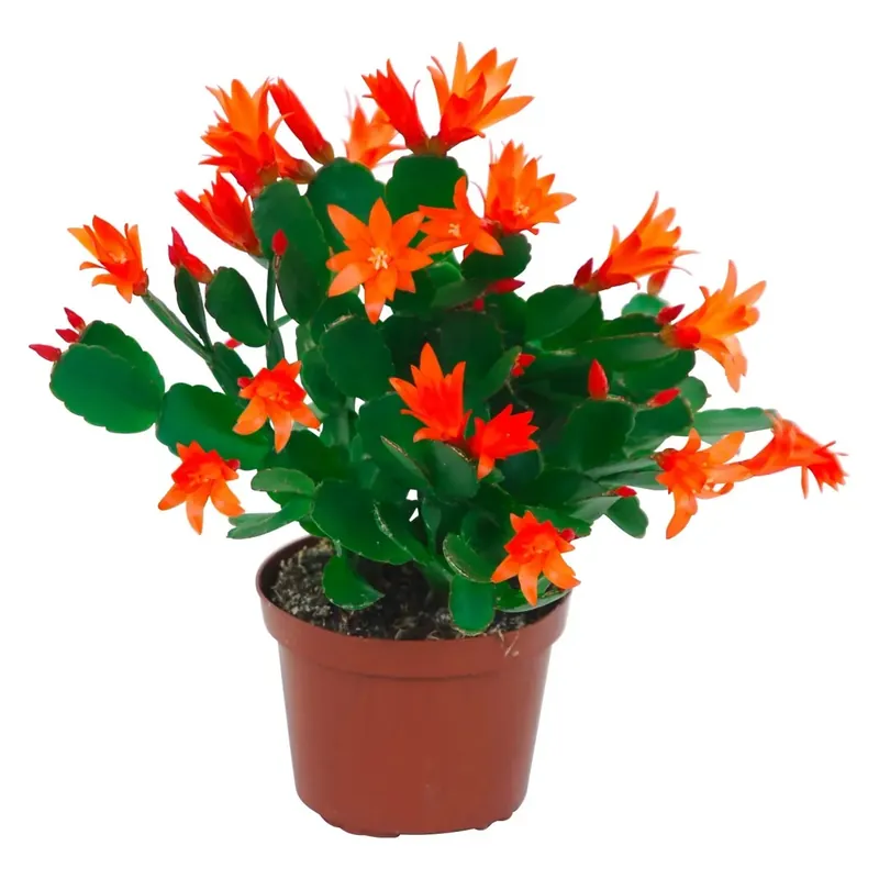 Merkproduct Cactus di Pasqua arancione in vaso Ø 9 cm