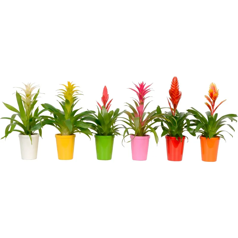 Bromelia mix in vaso di ceramica Ø 13 cm Gratis Retour