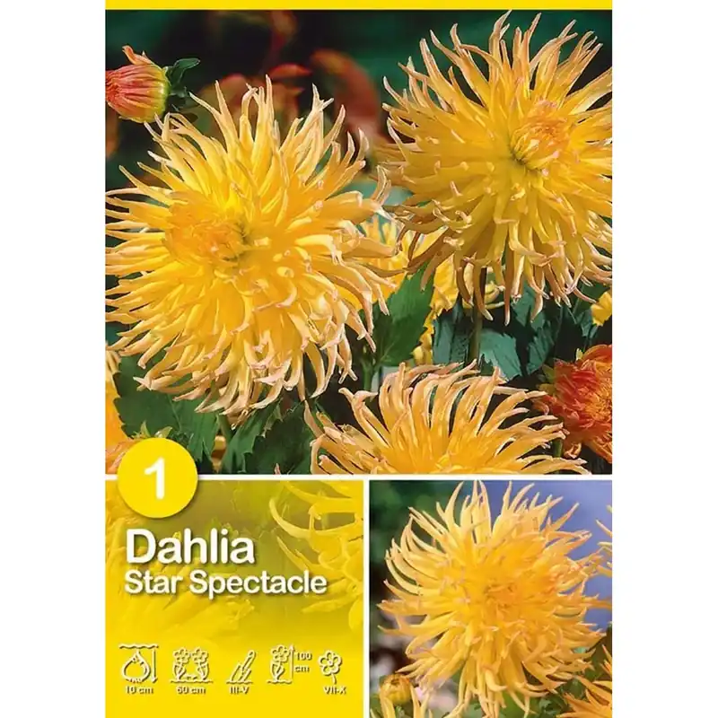 Speciale Aanbieding Dalia "Star Spectacle"