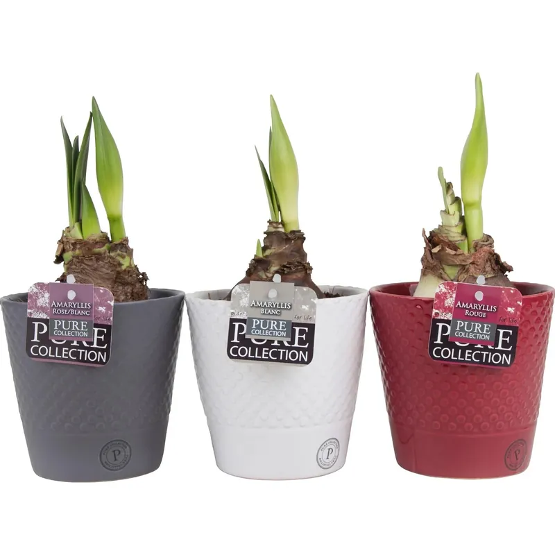 Amaryllis vaso colori assortiti Ø 12 cm Direct Beschikbaar