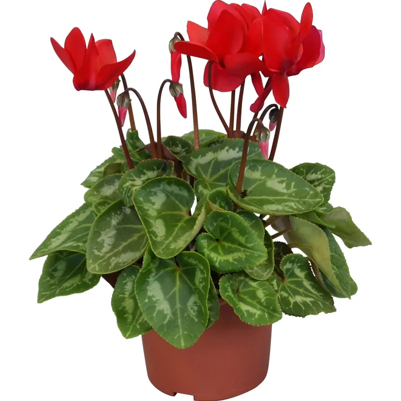 Tijdelijk Beschikbaar Cyclamen Persicum vaso Ø 10,5 cm
