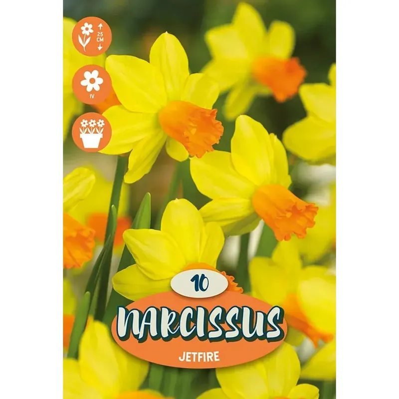 Bulbi da fiore narciso Jetfire 10 pz giallo Express Levering