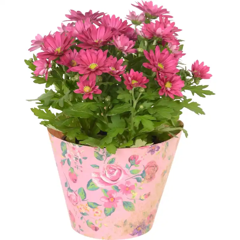 Crisantemo in coprivaso Ø 10,5 cm Dagaanbieding