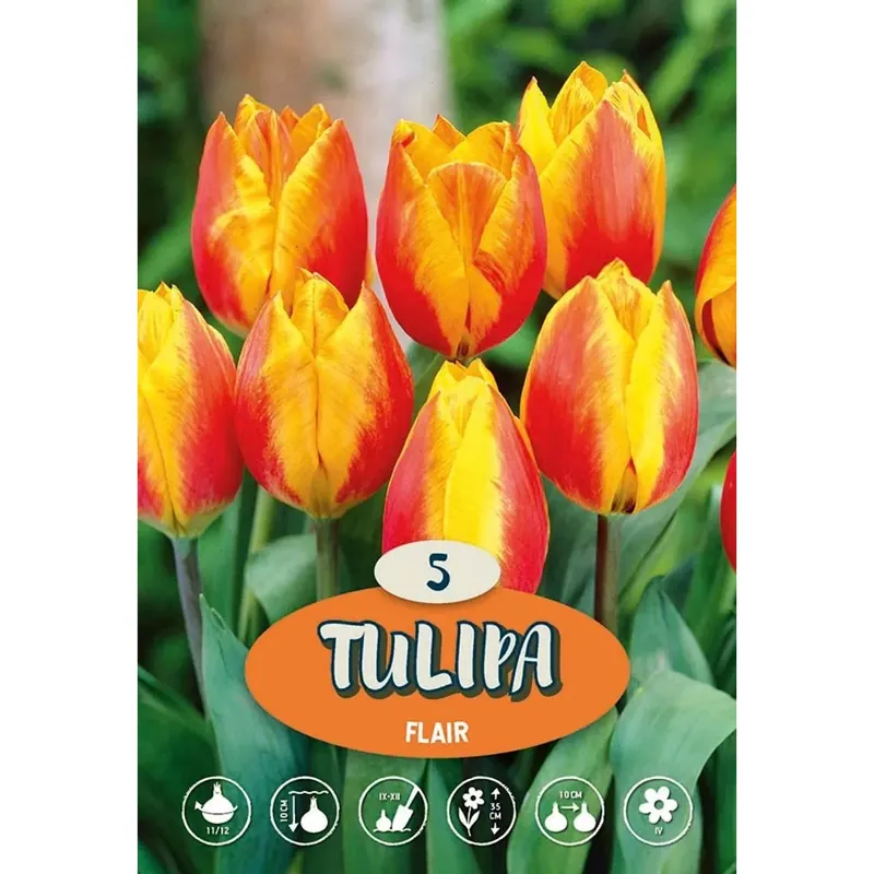 Tulipano Flair Beste Prijs