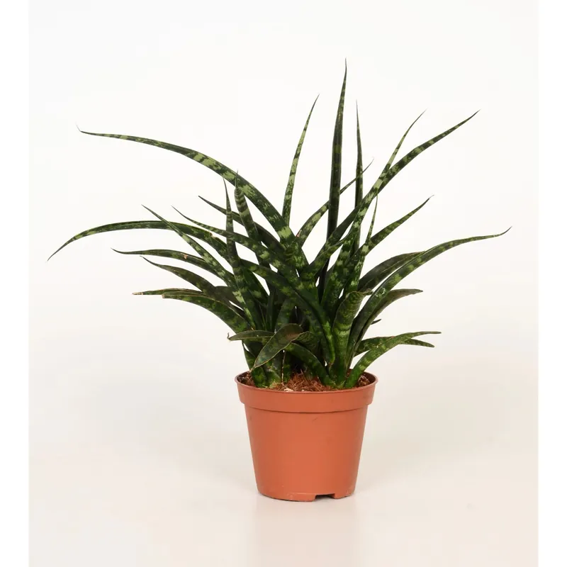 Koop Vandaag Sansevieria Fernwood Mikado vaso Ø 10 cm