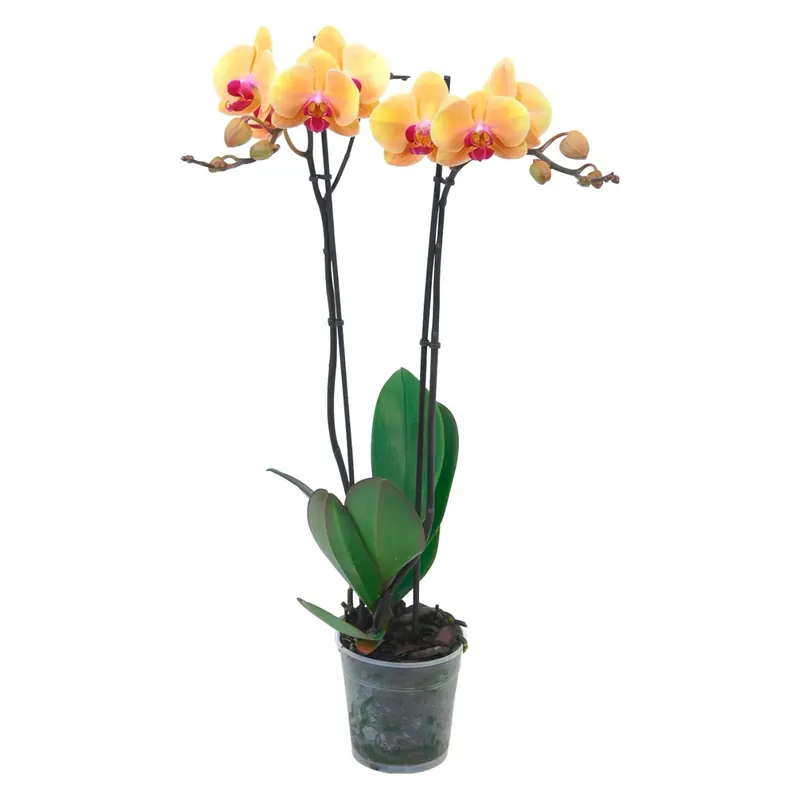 Orchidea Phalaenopsis 2 steli giallo vaso Ø 12 cm Korting