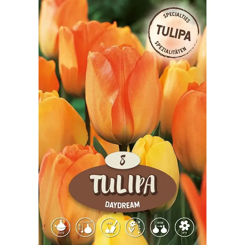 Merkproduct Tulipano Daydream