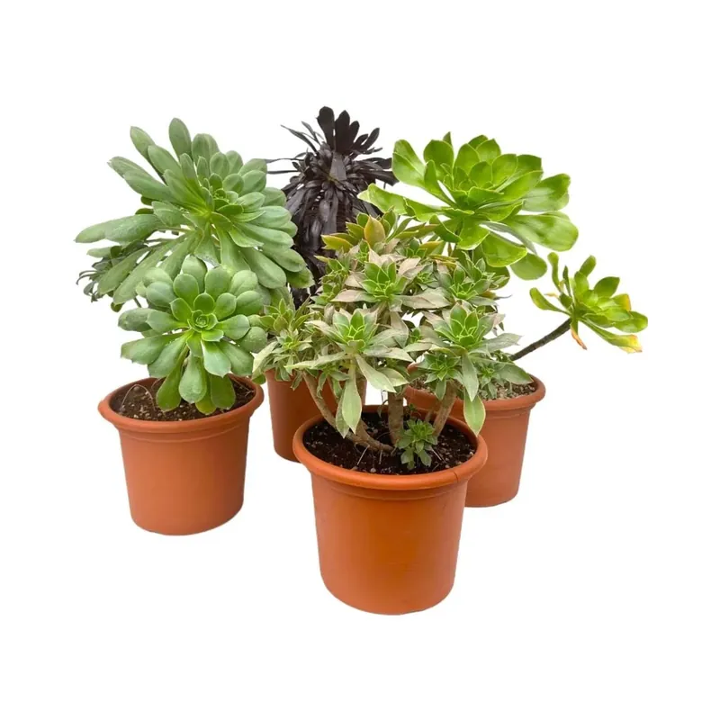 Gecertificeerd Aeonium Mix piante succulente vaso Ø 25 cm
