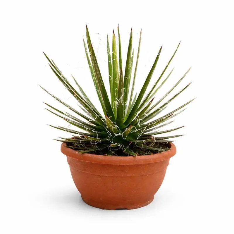 Agave filifera piante grasse vaso Ø 20 cm Uitverkoop