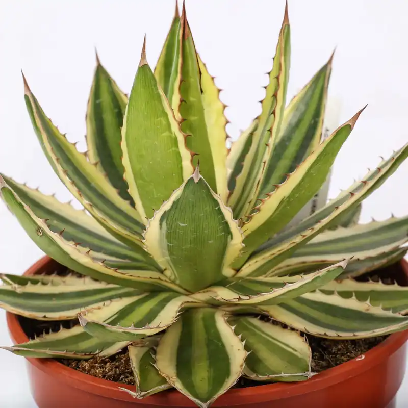 Koop Vandaag Agave lophantha variegata piante grasse vaso Ø 25 cm