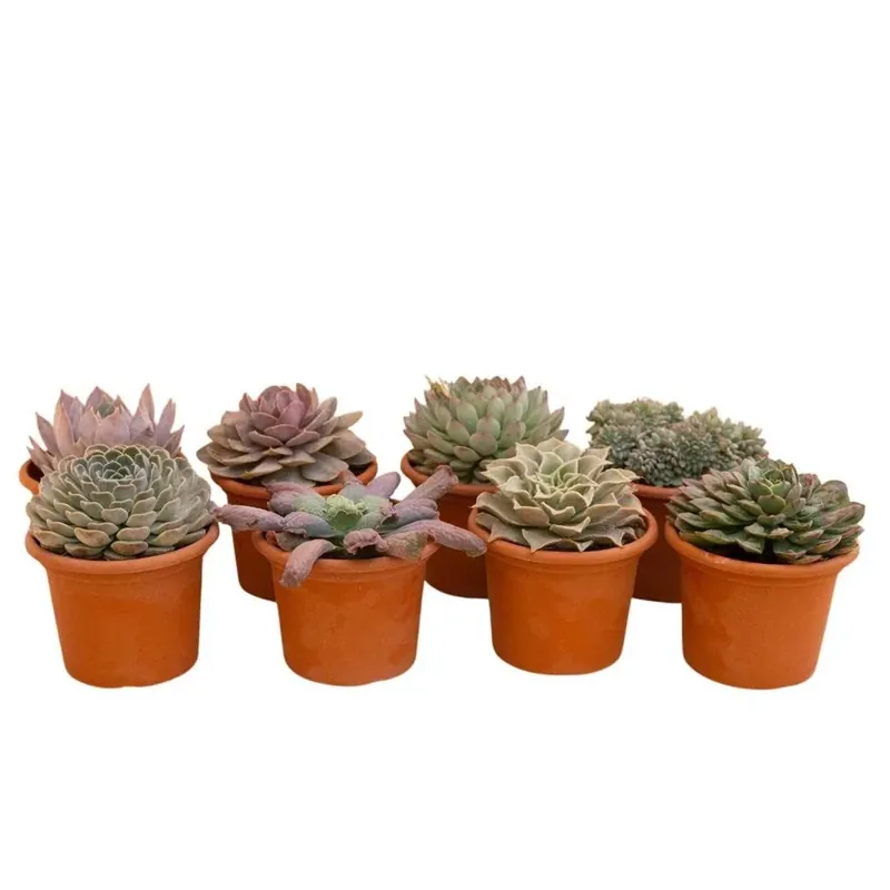 Op = Op Echeveria Mix piante grasse vaso Ø 18 cm