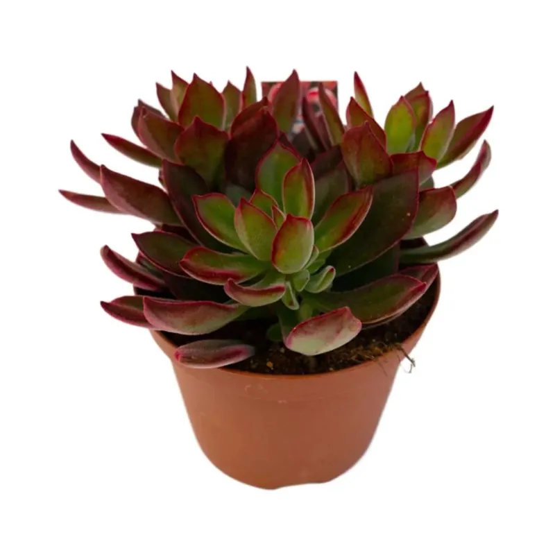 Nieuw Echeveria Devotion piante grasse vaso Ø 10,5 cm