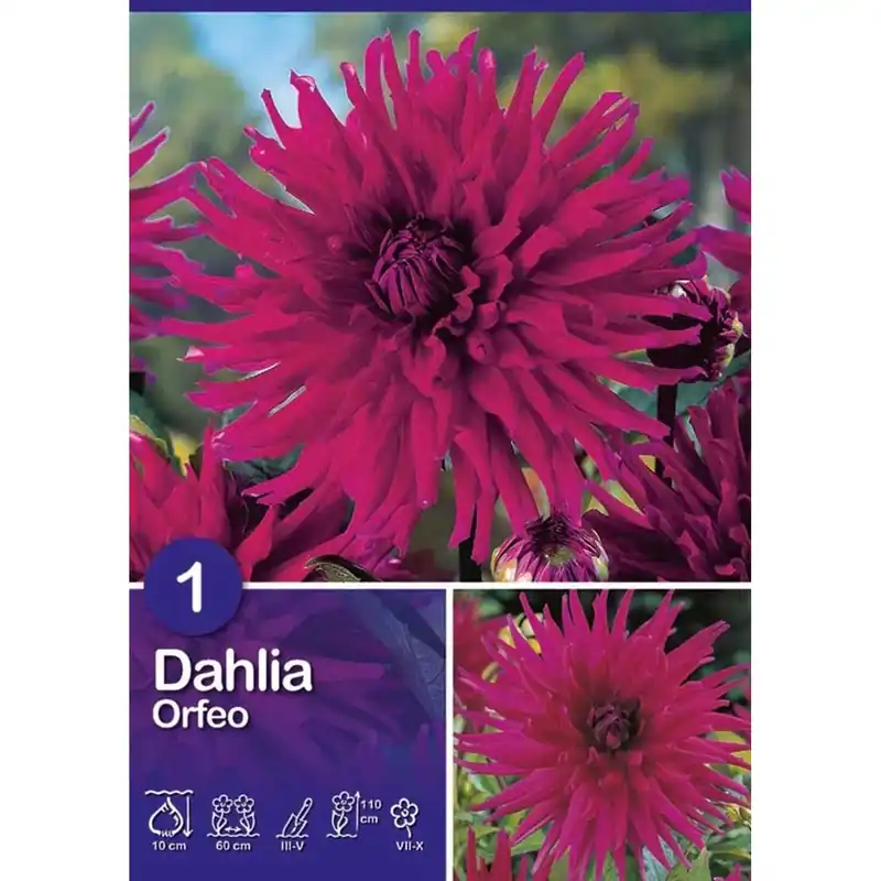 Lage Kosten Dalia "Orfeo "