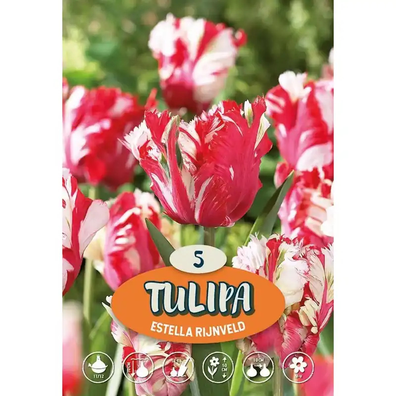 Tulipano Estella Rijnveld Beperkte Voorraad