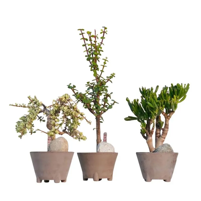 Must-Have Alberello pianta grassa Bonsai vaso Ø 14 cm