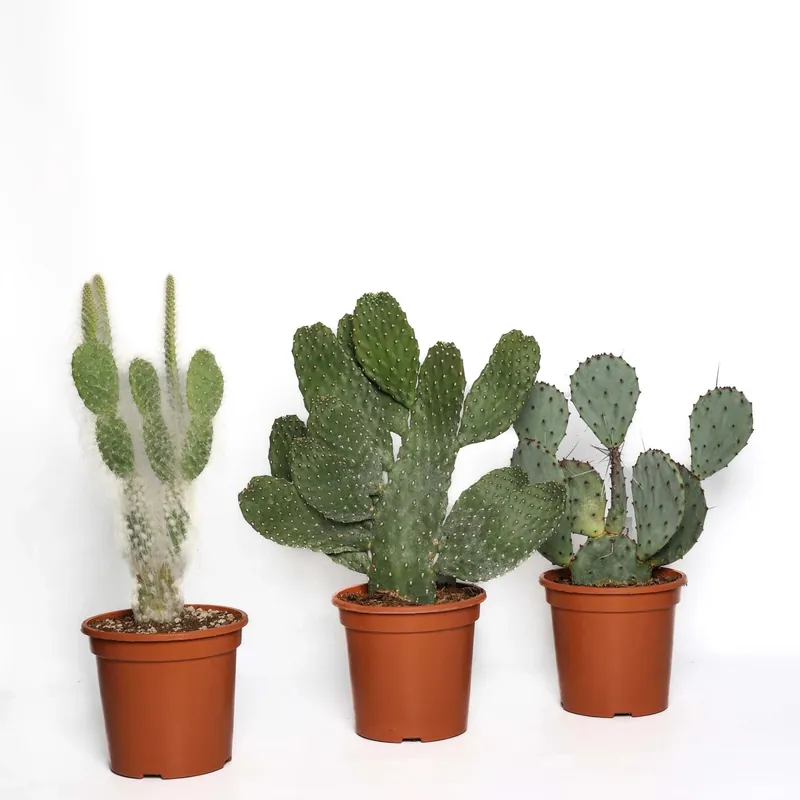 Opuntia Mix Cactus vaso Ø 17 cm Beperkt Aanbod