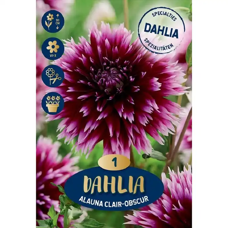 Merkproduct Dalia viola Alauna Clair-Obscur 20x13,5x6 cm