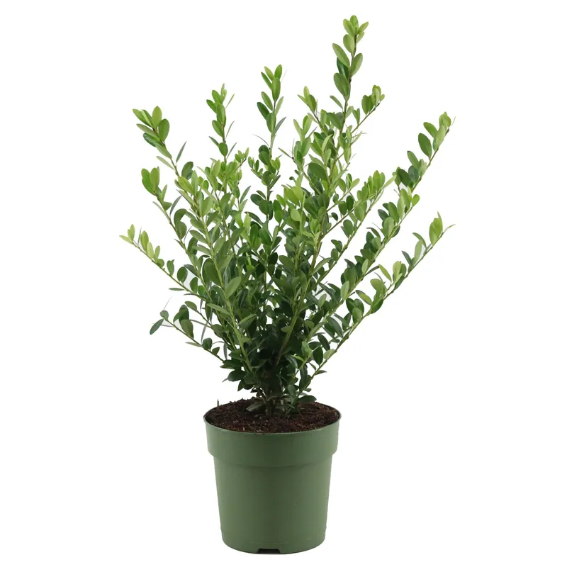 Agrifoglio giapponese Jenny H altezza ca. 20 - 25 cm Beperkte Voorraad