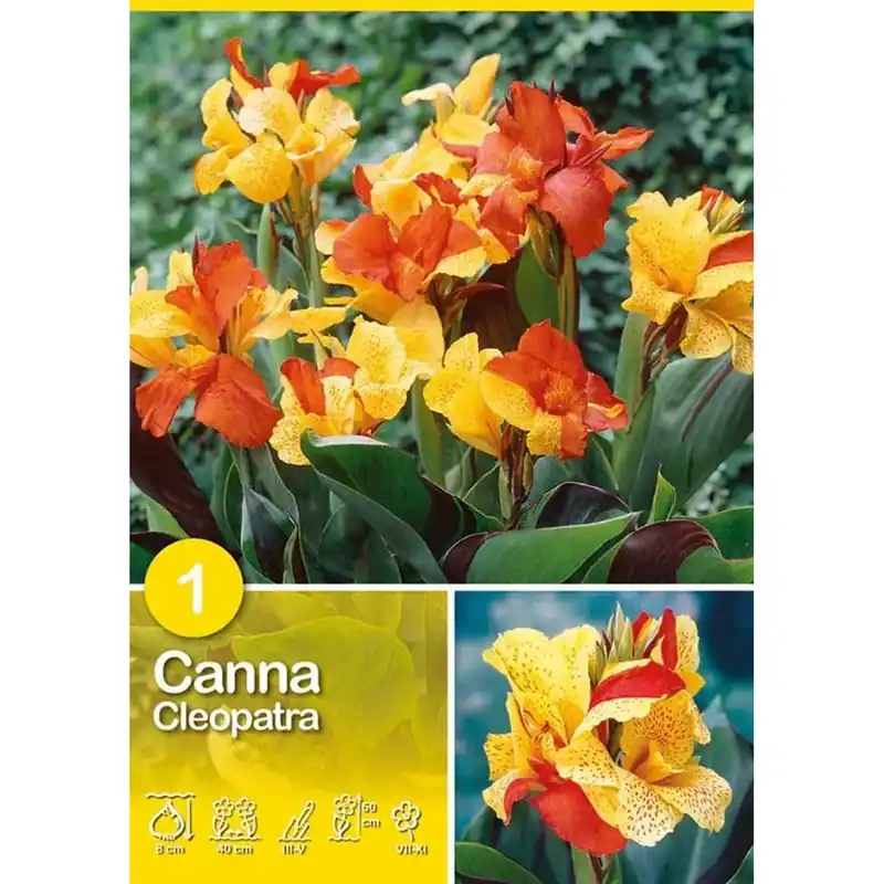Tijdelijk Beschikbaar Canna "Cleopatra"