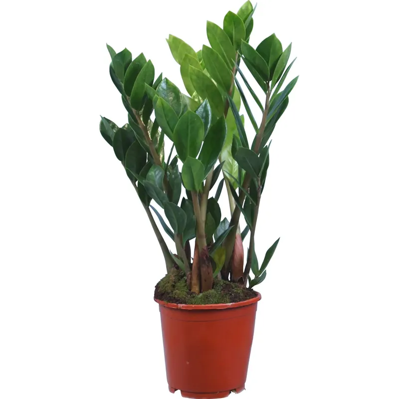 Zamioculcas zamiifolia con vaso Ø 12 cm Flitsaanbieding