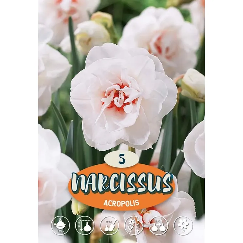 Narciso Acropolis Betrouwbaar
