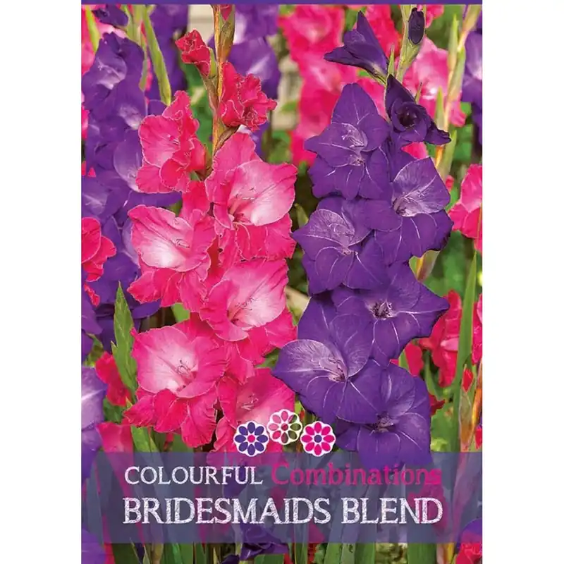 Gladiolo "Bridesmaids Blend" Superprijs