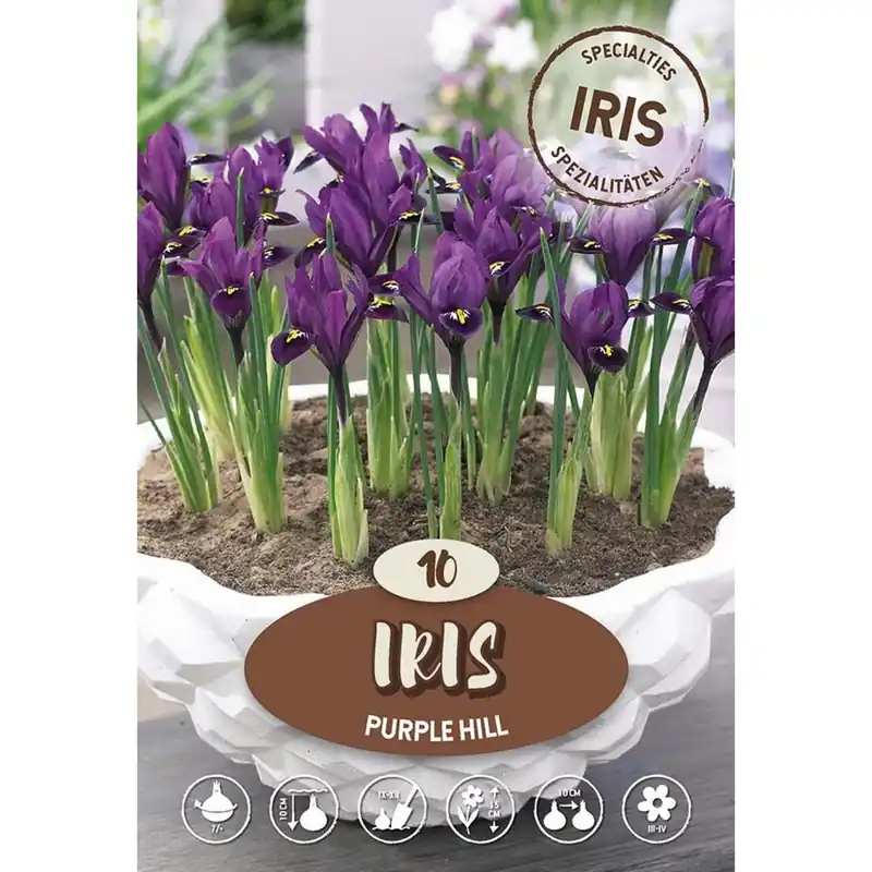 Must-Have Iris Reticulata Purple Hill