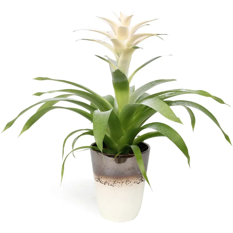 Favoriet Guzmania in vaso di ceramica marrone bianco Ø 13 cm