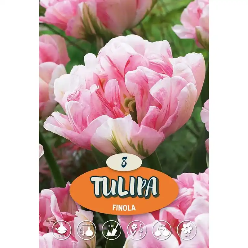 Tulipano Finola Hete Deal