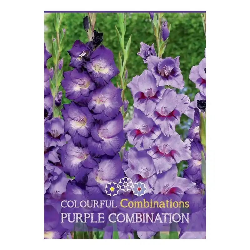 Nu Kopen Semi Gladioli mix viola H 100 cm