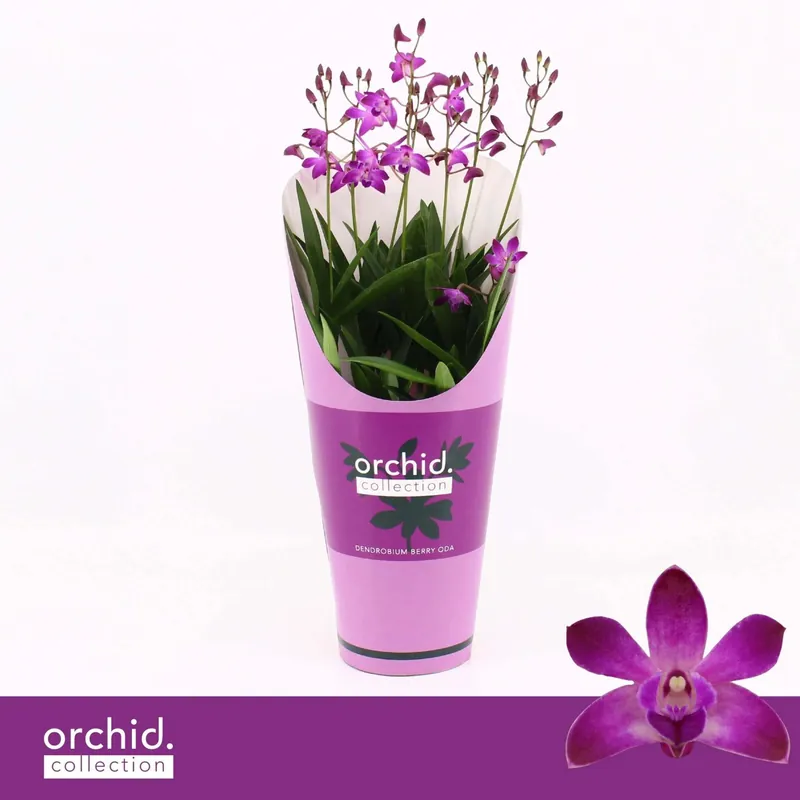Plumbago Bianco con supporto Vaso Ø 15 cm Superprijs