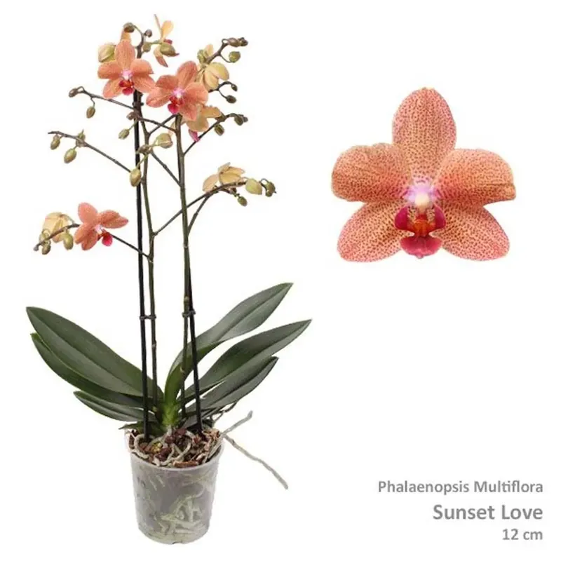 Nu Kopen Phalaenopsis Vaso 12 cm