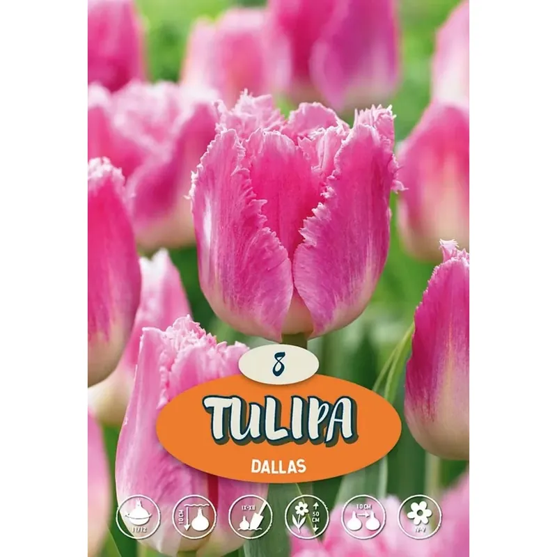 Tulipano Dallas Superprijs