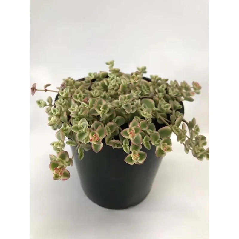 Shop Nu Sedum Varieta vaso 12 cm
