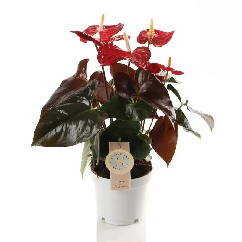 Anthurium Coral Champion con vaso da 12 cm Bestseller