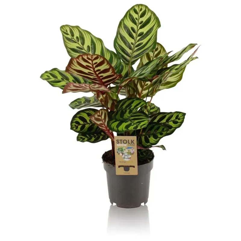 Calathea vaso 14 cm Gecertificeerd