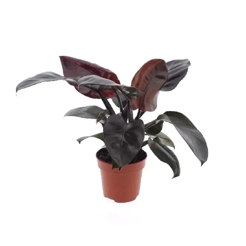 Philodendron Green Princess vaso 12 cm Direct Beschikbaar