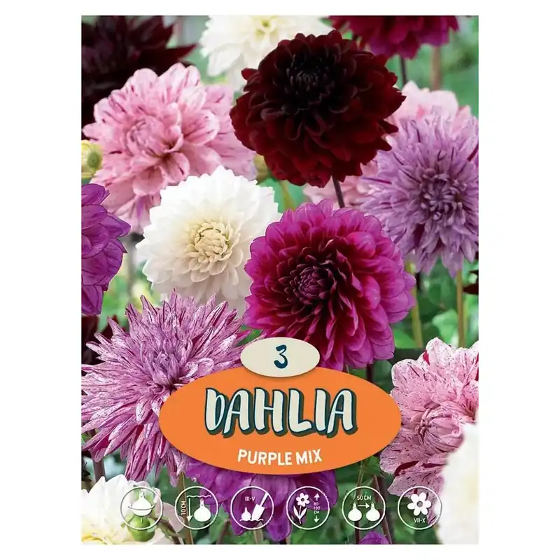 Dalia semi mix viola H 90 cm Betrouwbaar