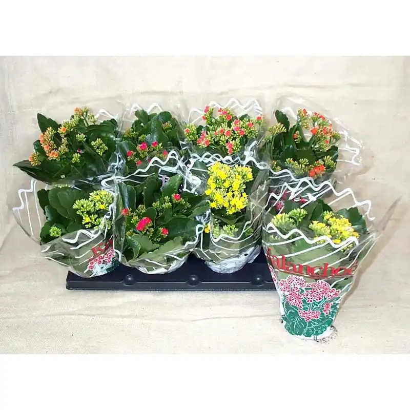 Must-Have Kalanchoe vaso 12 cm calandivia