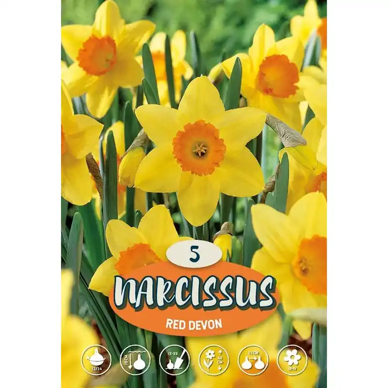 Beperkt Aanbod Narciso Red Devon