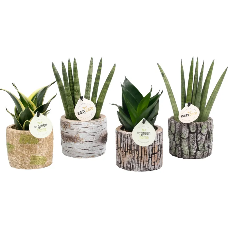 Actieprijs Sansevieria assortita vaso in ceramica Ø 6 cm