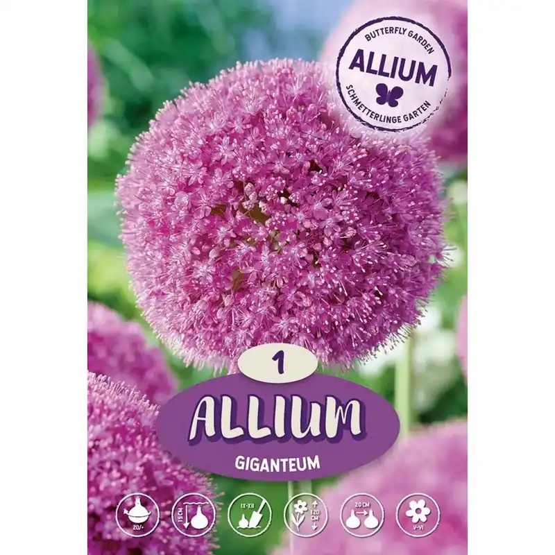 Gecertificeerd Allium Giganteum