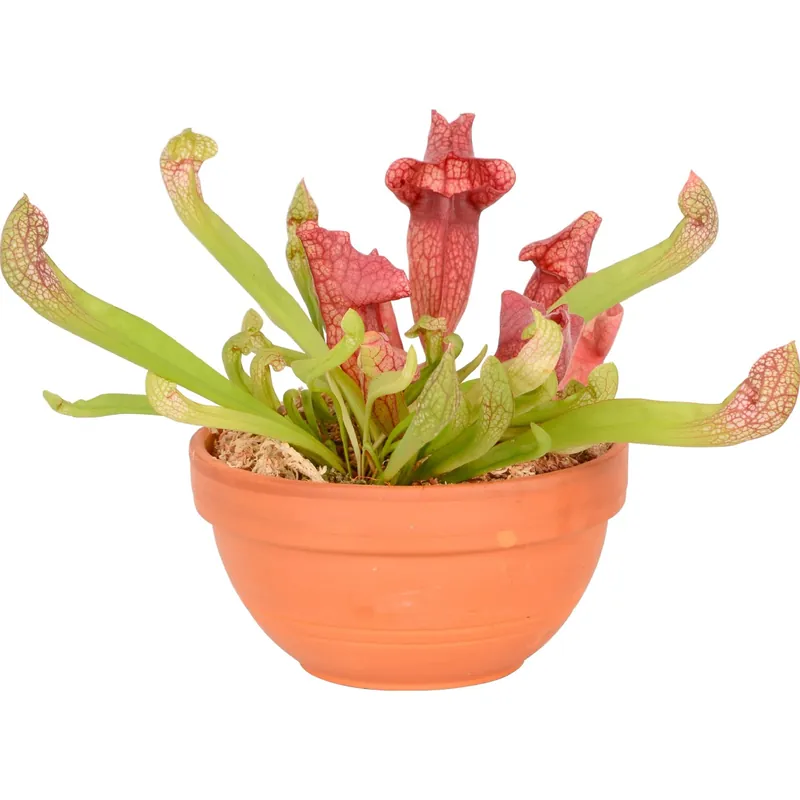 Sarracenia in vaso di terracotta Ø 16 cm Must-Have