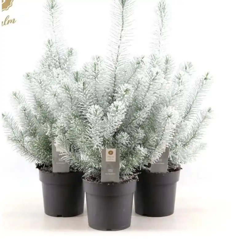 Finale Uitverkoop Pinus Pinea Silvercrest Vaso 17 cm